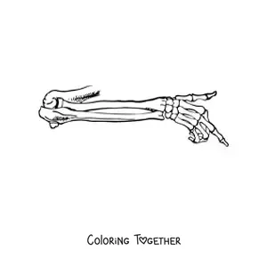 Coloring page of the bones of the human arm