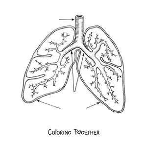 Coloring page of lungs and bronchi with arrows pointing to their parts