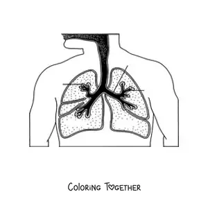 Coloring page of the respiratory system with arrows pointing to its parts