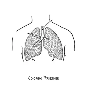 Coloring page of lungs with arrows pointing to their parts