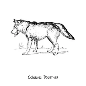 Coloring page of a realistic wolf walking to the left