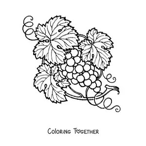 Coloring page of grapes on the vine
