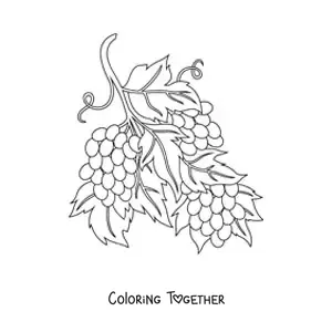 Coloring page of three bunches of grapes on the vine