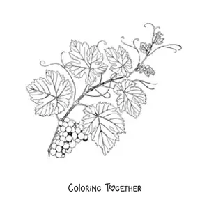Coloring page of a leafy grapevine