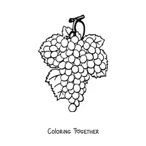 Coloring page of a bunch of grapes with three leaves