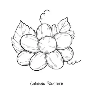 Coloring page of a bunch of grapes seen from below