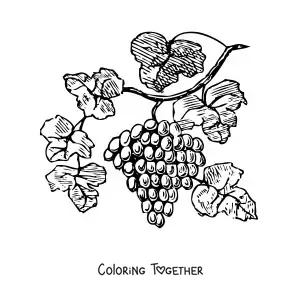 Coloring page of grapes on a vine with leaves