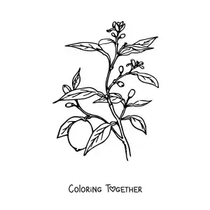 Coloring page of a branch of a lemon tree