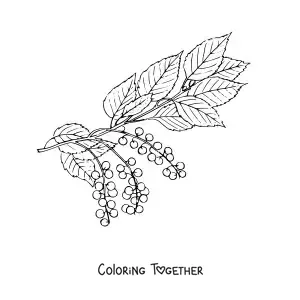 Coloring page of a cherry tree branch with leaves and small cherries