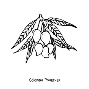 Coloring page of a mango tree branch with several mangoes hanging