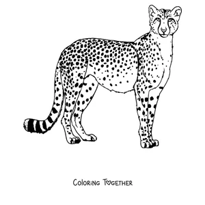 Coloring page of a cheetah standing and showing its spots