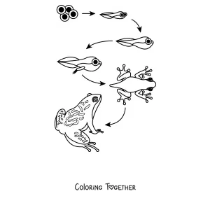 Coloring page of the frog life cycle from egg to adult frog