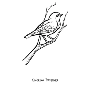 Coloring page of a robin in profile on a branch