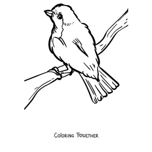 Coloring page of a robin perched looking up