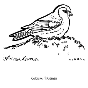 Coloring page of a robin standing on the grass