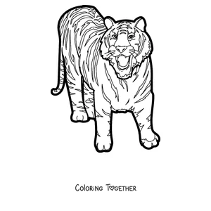 Coloring page of a tiger walking and showing its teeth
