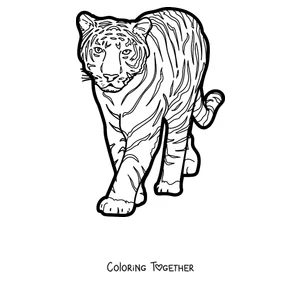 Coloring page of a tiger walking toward you